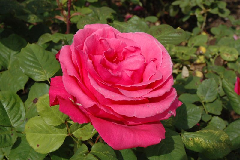 Electron Rose (Rosa 'Electron') at Weston Nurseries
