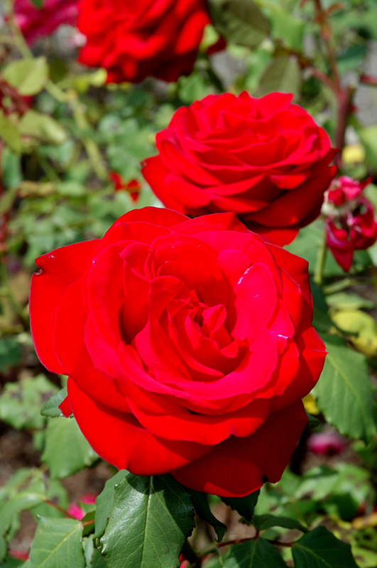 Olympiad Rose (Rosa 'Olympiad') at Weston Nurseries