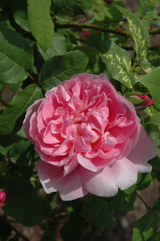 Cottage Rose (Rosa 'Cottage') at Weston Nurseries