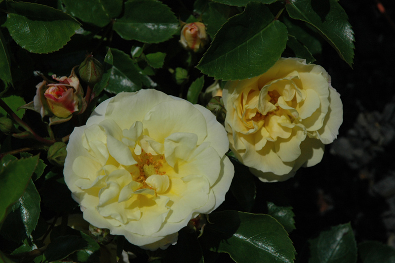 Popcorn Drift Rose (Rosa 'Novarospop') at Weston Nurseries