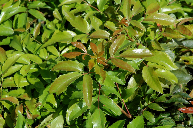 Compact Oregon Grape (Mahonia aquifolium 'Compactum') at Weston Nurseries