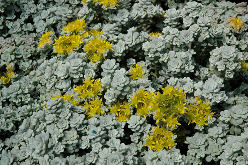 Cape Blanco Stonecrop (Sedum spathulifolium 'Cape Blanco') at Weston Nurseries