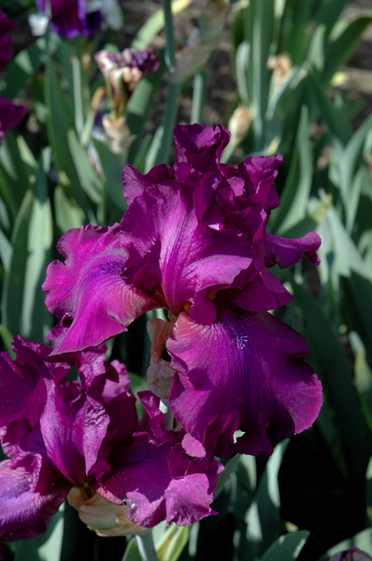 Sultry Mood Iris (Iris 'Sultry Mood') at Weston Nurseries