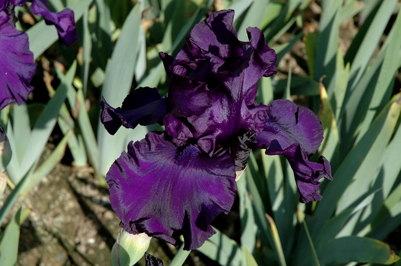 Dusky Challenger Iris (Iris 'Dusky Challenger') at Weston Nurseries