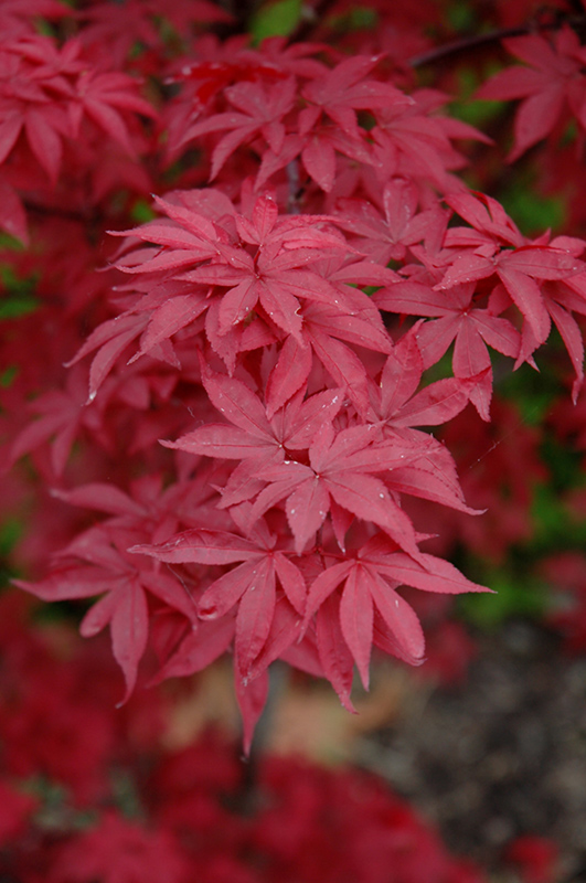 Twombly's Red Sentinel Japanese Maple (Acer palmatum 'Twombly's Red Sentinel') at Weston Nurseries