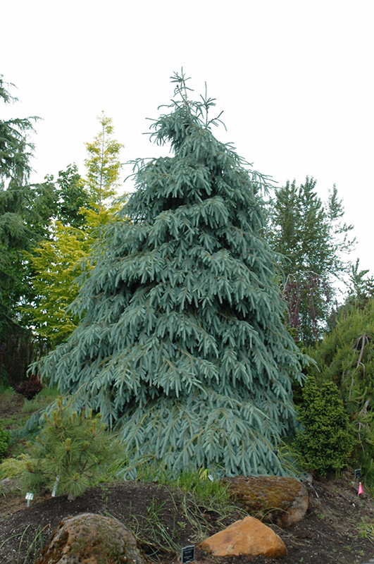 Bush's Lace Engelmann Spruce (Picea engelmannii 'Bush's Lace') at Weston Nurseries