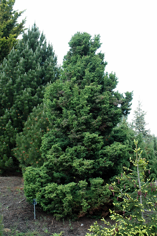 Jindai Japanese Cedar (Cryptomeria japonica 'Jindai') at Weston Nurseries