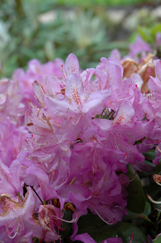 Minnetonka Rhododendron (Rhododendron 'Minnetonka') at Weston Nurseries