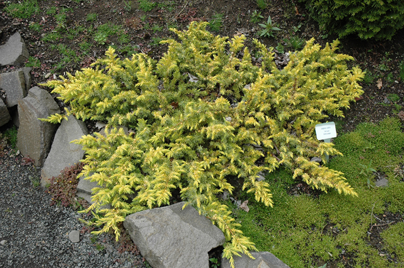 All Gold Shore Juniper (Juniperus conferta 'All Gold') at Weston Nurseries
