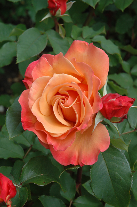 Tuscan Sun Rose (Rosa 'Tuscan Sun') at Weston Nurseries
