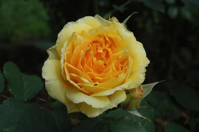 Molineux Rose (Rosa 'Molineux') at Weston Nurseries