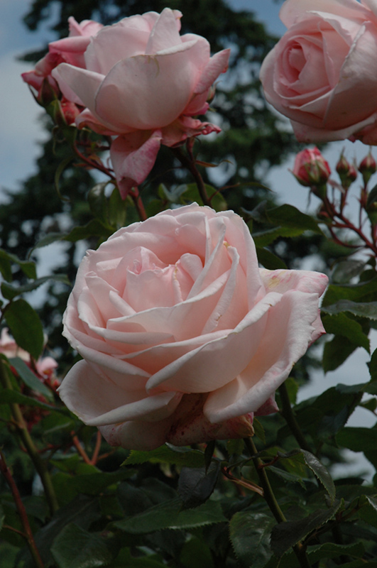 New Zealand Rose (Rosa 'MACgenev') at Weston Nurseries