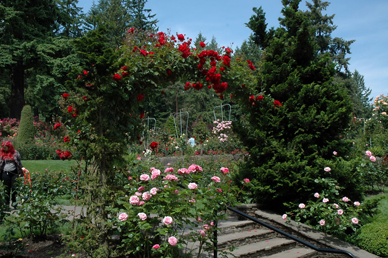 Ramblin' Red Rose (Rosa 'Ramblin' Red') at Weston Nurseries