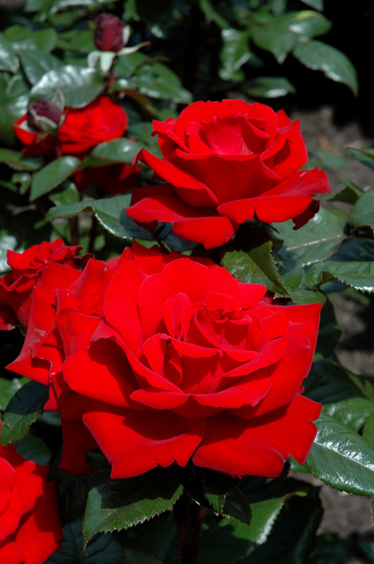 Crimson Bouquet Rose (Rosa 'Crimson Bouquet') at Weston Nurseries