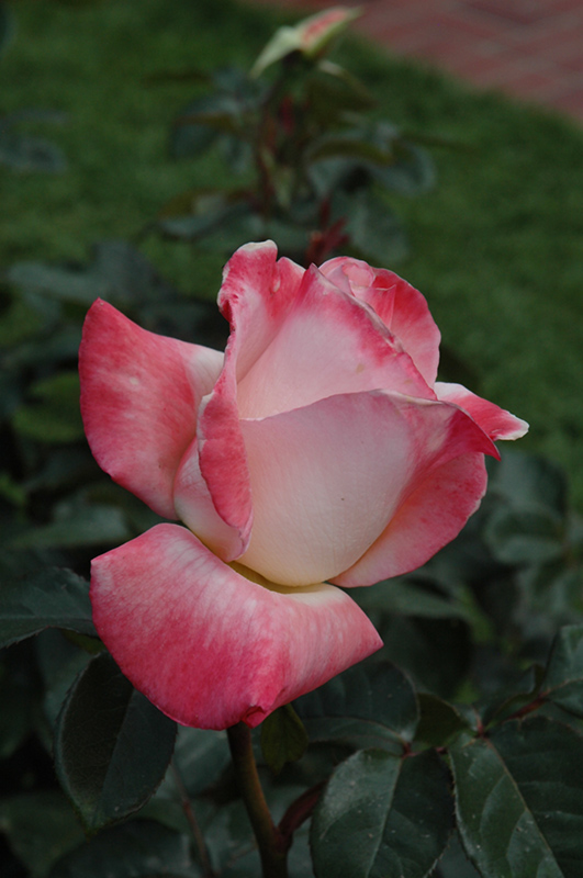 Gemini Rose (Rosa 'Gemini') at Weston Nurseries