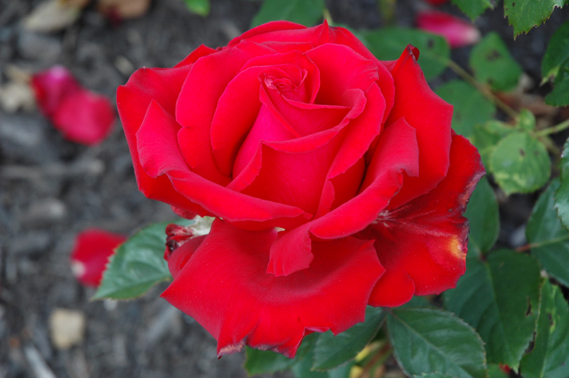 Rouge Royale Rose (Rosa 'Meikarouz') at Weston Nurseries