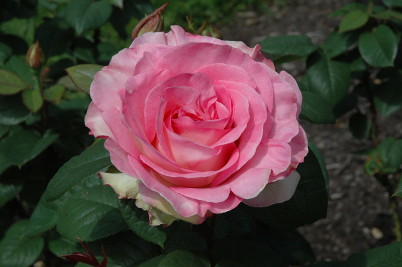 Falling In Love Rose (Rosa 'WEKmoomar') at Weston Nurseries