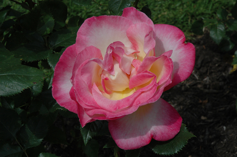 California Dreamin' Rose (Rosa 'California Dreamin'') at Weston Nurseries