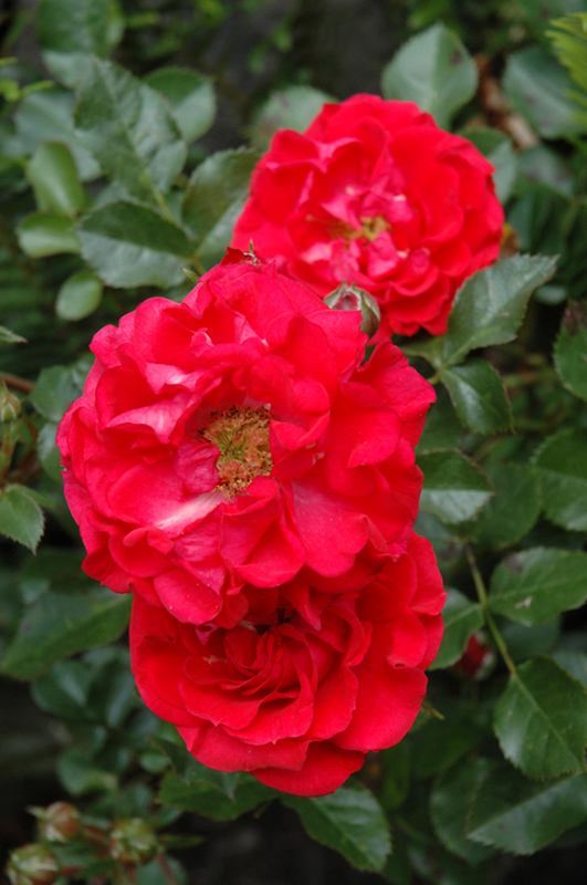 Cherry Frost Rose (Rosa 'Overedclimb') at Weston Nurseries