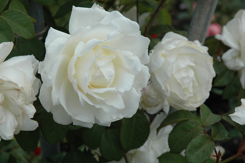 Cloud 10 Rose (Rosa 'Radclean') at Weston Nurseries