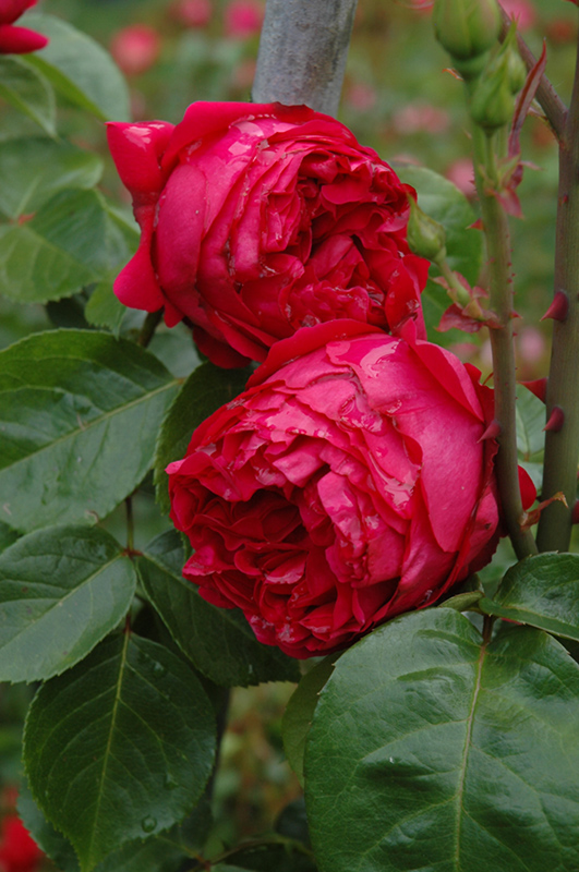Red Eden Rose (Rosa 'Red Eden') at Weston Nurseries