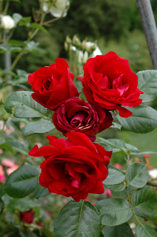 Crimson Sky Rose (Rosa 'Meigrappo') at Weston Nurseries