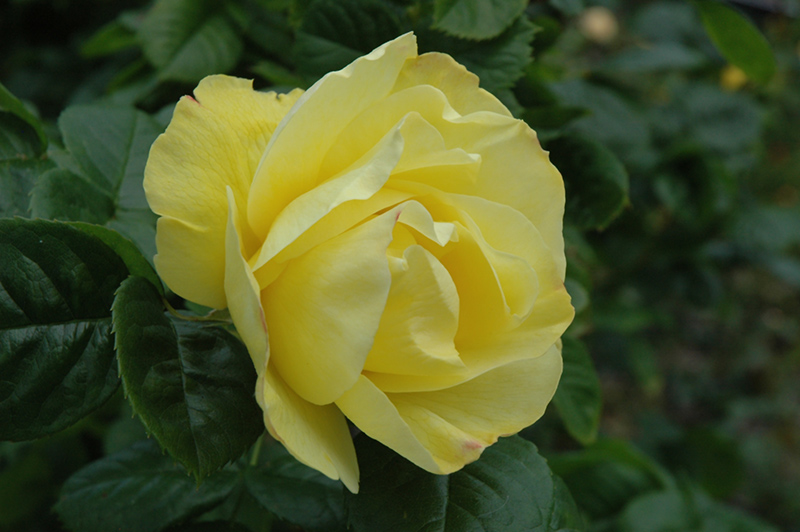 Smiley Face Rose (Rosa 'Meilaclost') at Weston Nurseries