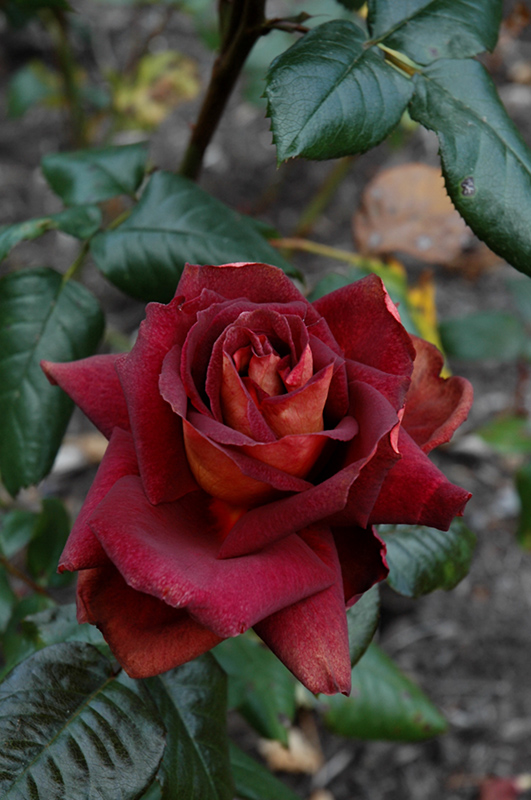 Dark Night Rose (Rosa 'Meirysett') at Weston Nurseries