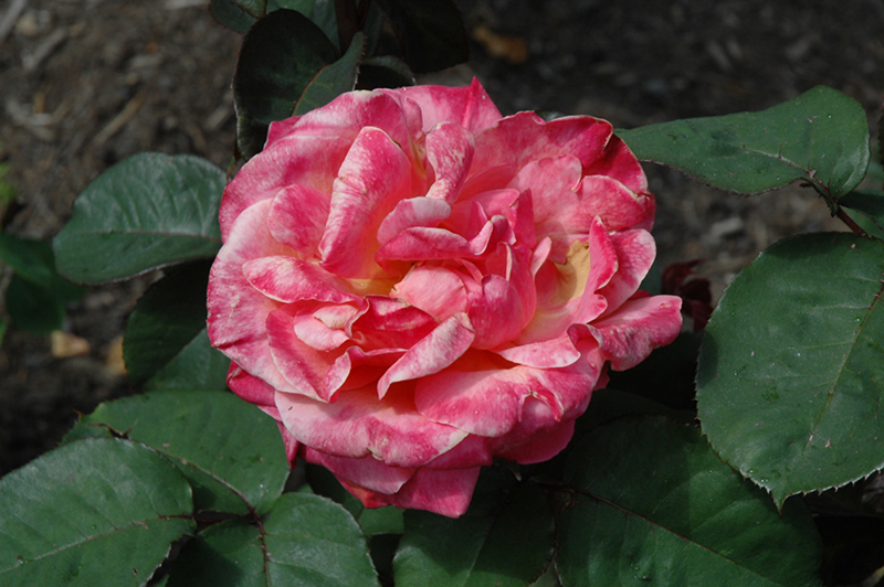 Sedona Rose (Rosa 'JACmcall') at Weston Nurseries