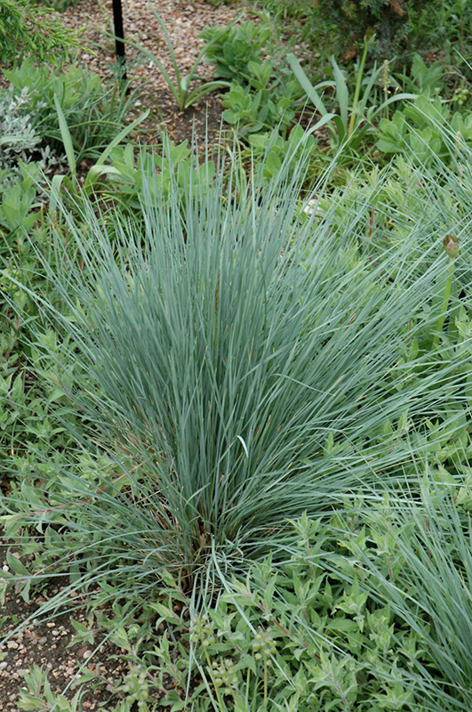 Saphirsprudel Blue Oat Grass (Helictotrichon sempervirens 'Saphirsprudel') at Weston Nurseries