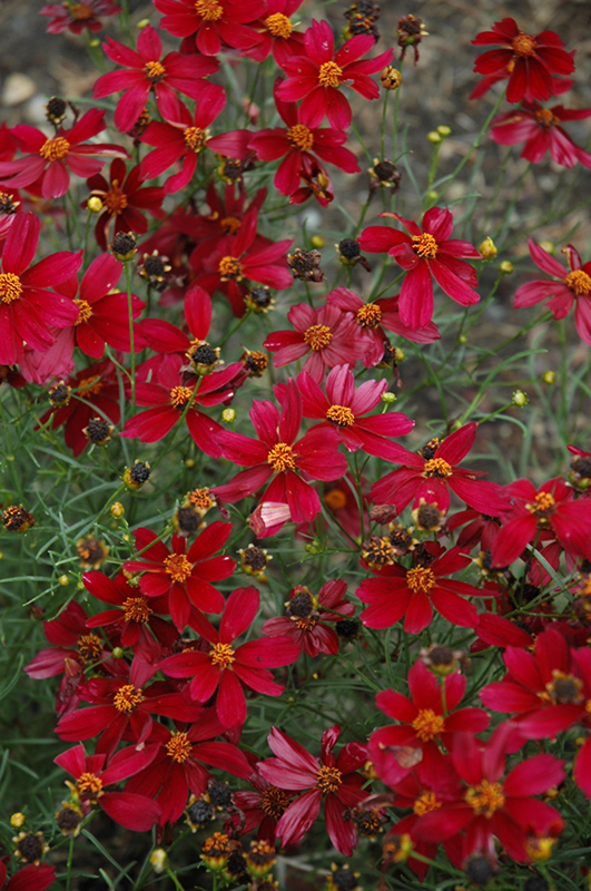 Red Satin Tickseed (Coreopsis 'Red Satin') at Weston Nurseries