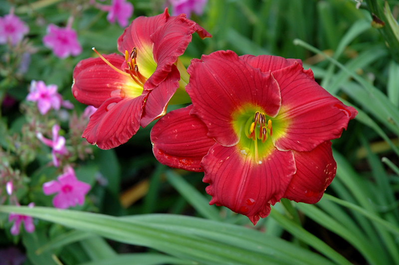 Happy Ever Appster Red Hot Returns Daylily (Hemerocallis 'Red Hot Returns') at Weston Nurseries