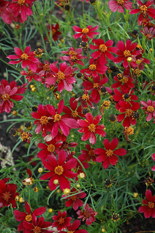 Red Satin Tickseed (Coreopsis 'Red Satin') at Weston Nurseries