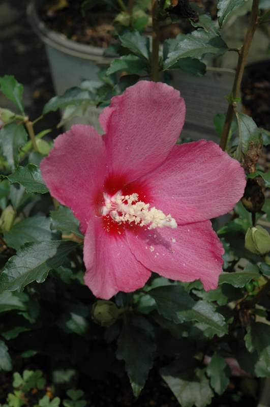 Lil' Kim Red Rose of Sharon (Hibiscus syriacus 'SHIMRR38') at Weston Nurseries