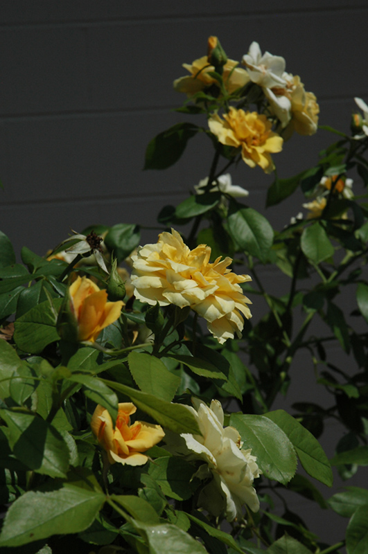 Tequila Gold Rose (Rosa 'Meipojona') at Weston Nurseries