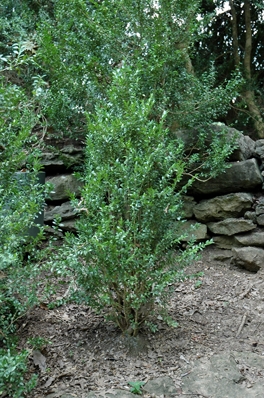 Fastigiata Boxwood (Buxus sempervirens 'Fastigiata') at Weston Nurseries