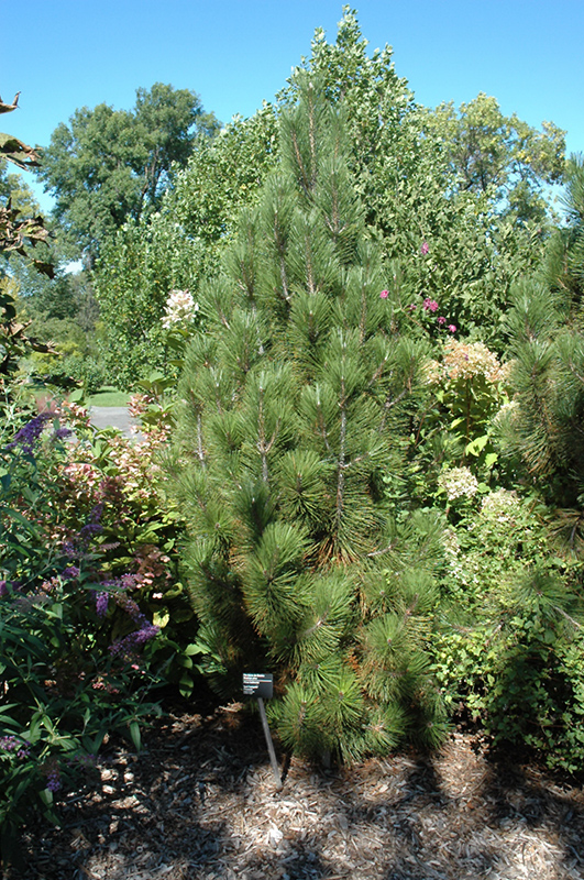 Iseli Fastigiate Bosnian Pine (Pinus heldreichii 'Iseli Fastigiate') at Weston Nurseries