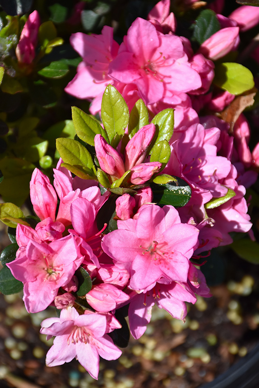 Tradition Azalea (Rhododendron 'Tradition') at Weston Nurseries