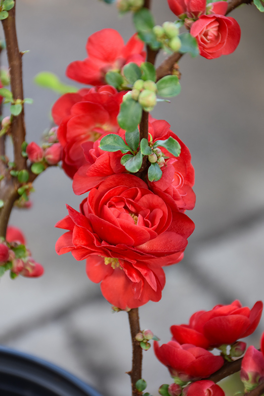Double Take Scarlet Flowering Quince (Chaenomeles speciosa 'Scarlet Storm') at Weston Nurseries