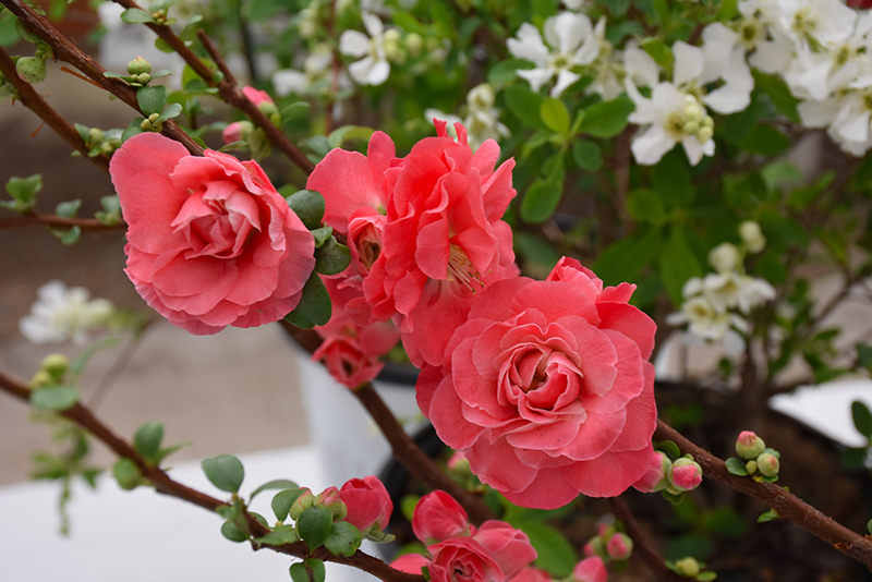 Double Take Pink Flowering Quince (Chaenomeles speciosa 'Pink Storm') at Weston Nurseries