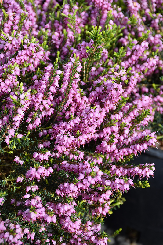 Mediterranean Pink Heath (Erica x darleyensis 'Mediterranean Pink') at Weston Nurseries