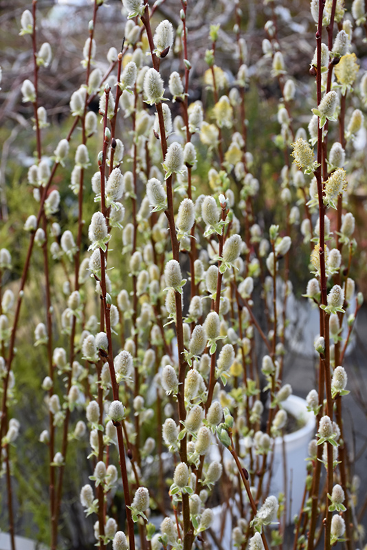 Pussy Willow (Salix discolor) at Weston Nurseries