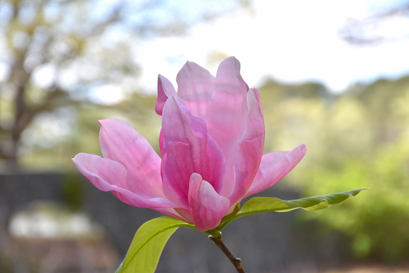 Daybreak Magnolia (Magnolia 'Daybreak') at Weston Nurseries