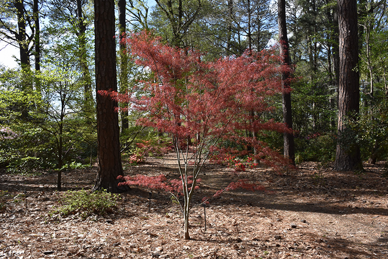 Hubb's Red Willow Japanese Maple (Acer palmatum 'Hubb's Red Willow') at Weston Nurseries