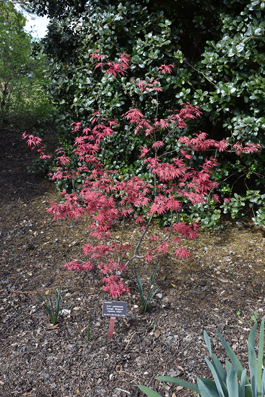 Amagi Shigure Japanese Maple (Acer palmatum 'Amagi Shigure') at Weston Nurseries
