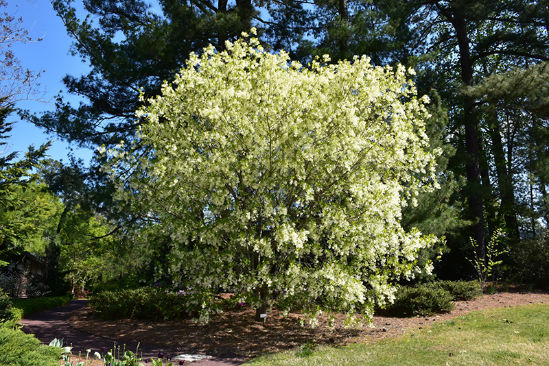 White Fringetree (Chionanthus virginicus) at Weston Nurseries
