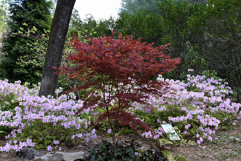 Red Baron Japanese Maple (Acer palmatum 'Red Baron') at Weston Nurseries