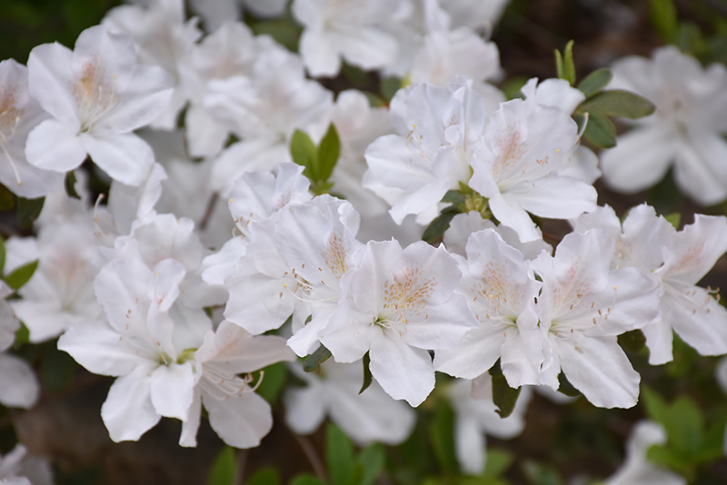 Delaware Valley White Azalea (Rhododendron 'Delaware Valley White') at Weston Nurseries