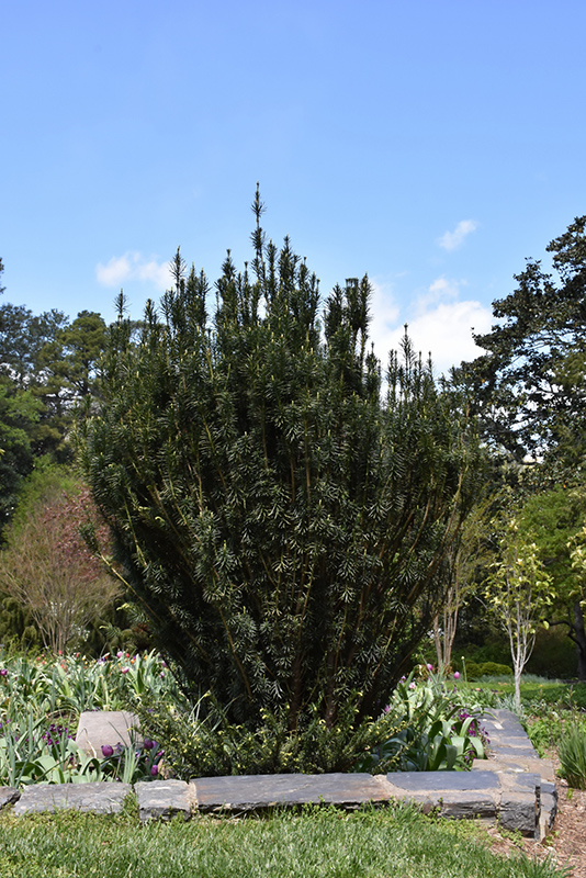 Upright Japanese Plum Yew (Cephalotaxus harringtonia 'Fastigiata') at Weston Nurseries
