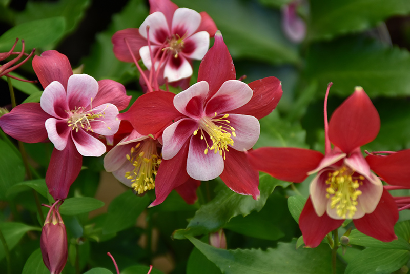 Origami Red and White Columbine (Aquilegia 'Origami Red and White') at Weston Nurseries